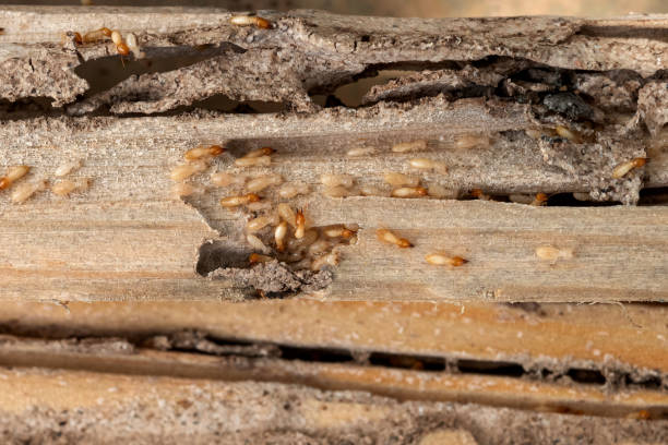 Best Local Pest Control Services  in Belton, MO